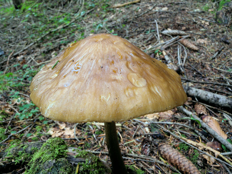 Per chi si vuol divertire!